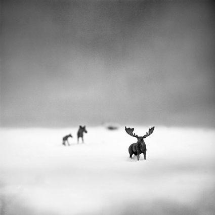 IMAGINARY WORLD#Mooses, photo limited edition (Copy)