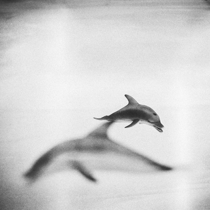 IMAGINARY WORLD#Dolphins, photo limited edition
